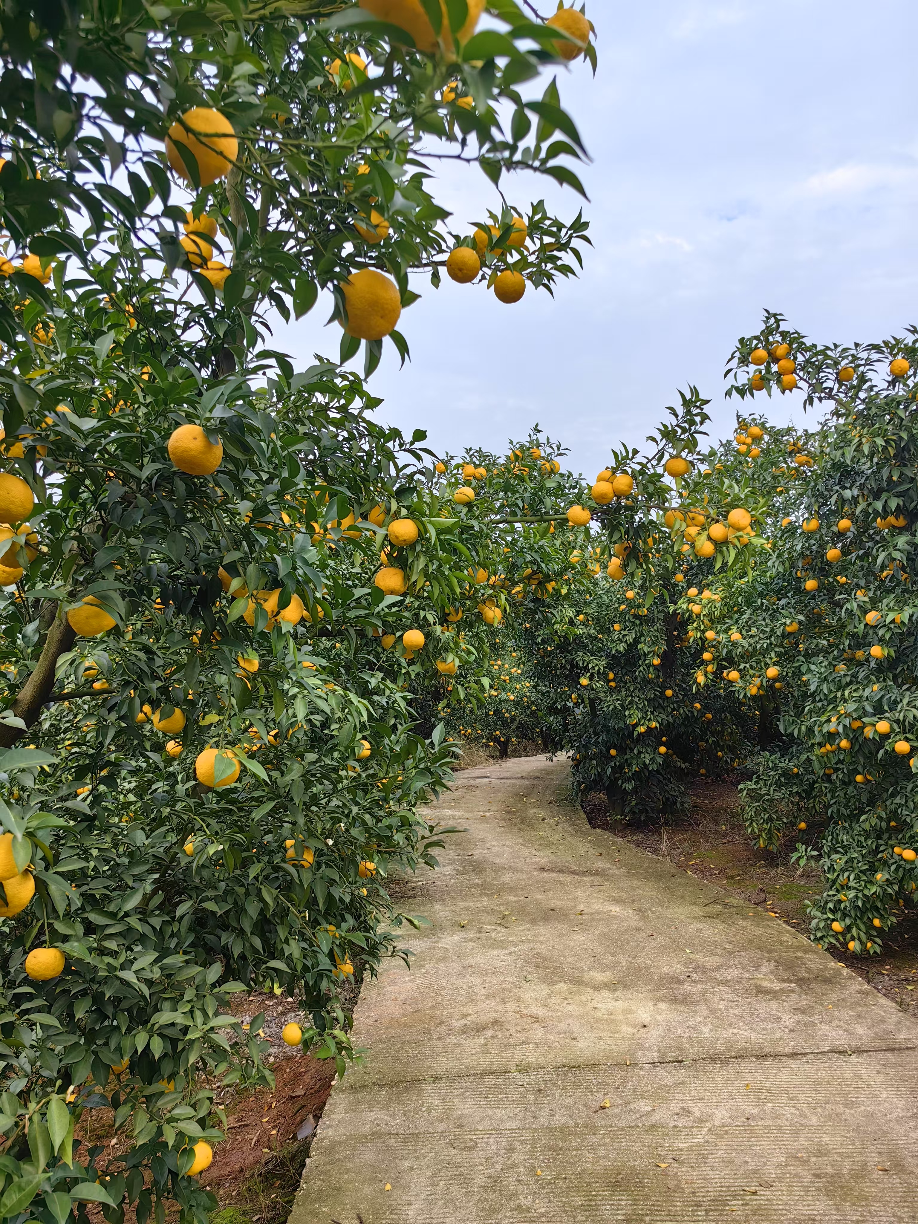 Yuzu 香柚种植基地