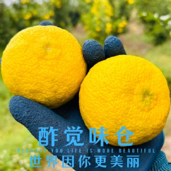 Yuzu Fresh Fruit (Yellow)